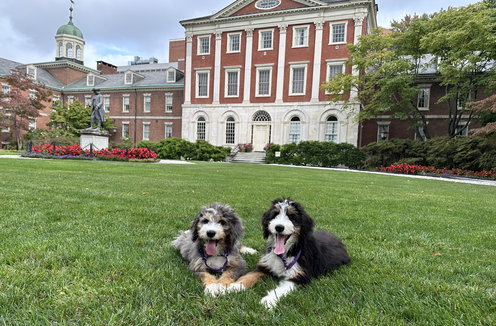 Puppies Willow and Zoey lay on the lawn outside of Pennsylvania Hospital